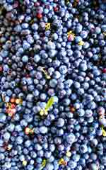 native blueberries