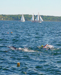 swimming between lobster buoys and sailboats
